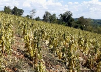 El 18 arranca la negociación por el precio del tabaco con la presión por el fuerte contrabando a Brasil