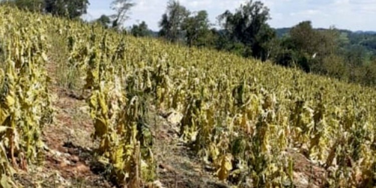 DAÑOS POR GRANIZO. Hasta ayer, sólo APTM tenía alrededor de 600 productores afectados en diciembre.