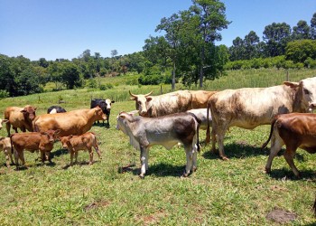 El déficit hídrico y la falta de pasturas redujo hasta un 50% la preñez bovina