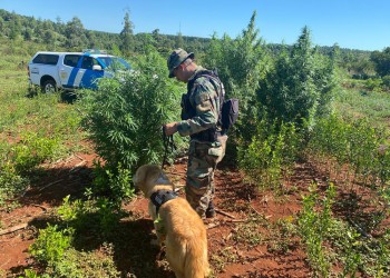 Incautan más de 40 kilos de marihuana en Garuhapé