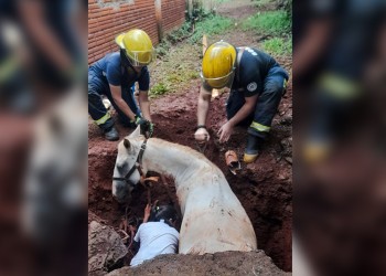 Rescatan a una yegua que cayó a un pozo en Iguazú