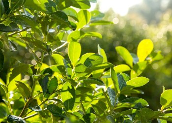 “Necesitamos innovar y generar nuevos productos”, dijo Petterson