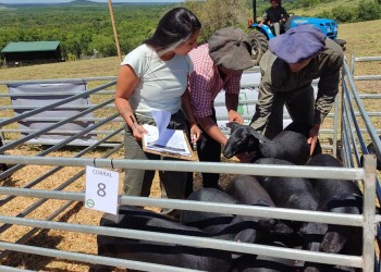 Con más de 120 cabezas en pista se realizó el primer remate nocturno