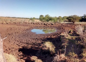 Ganaderos de Misiones están en jaque por la sequía y bajos precios