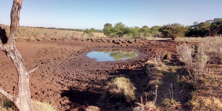 MENOS INTENSA. Exponen que los frecuentes chaparrones hacen que no sea tan bravo el faltante de agua en los campos.