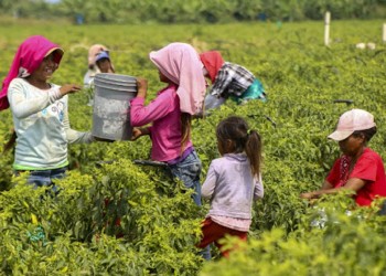Diagnóstico del trabajo infantil en Misiones y cómo erradicarlo