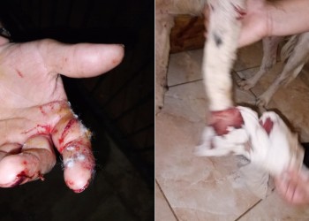 Un pitbull se escapó de su casa y atacó a dos mujeres y un perro