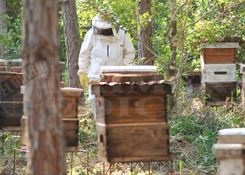 La sequía y los incendios están perjudicando la producción de miel