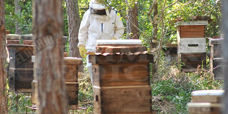 MENOS TIEMPO. Por las malas condiciones climáticas hubo menos tiempo de recolección para los productores.