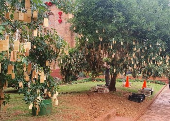 Salud, trabajo y ser campeón mundial, los principales deseos en el árbol de Capioví