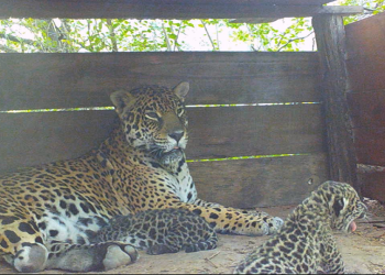 Nacieron dos nuevos yaguaretés en El Impenetrable