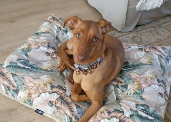 Buscan a Lola: estaba en una guardería canina y desapareció sin dejar rastro