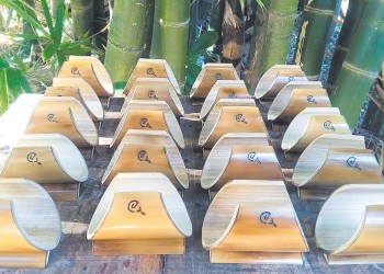 Bambú, un cultivo con numerosas utilidades