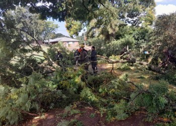 Temporal en Alem causó la caída de árboles