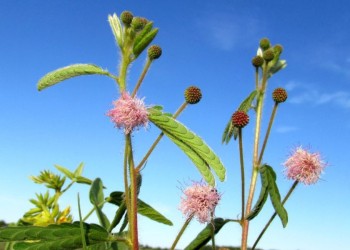 Descubren una nueva especie de flor en el sur de Misiones
