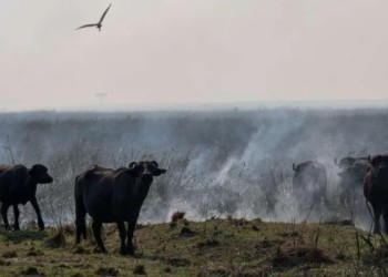 Siguen los incendios y se secan los humedales