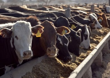 Subsidian parte del alimento de feedlot