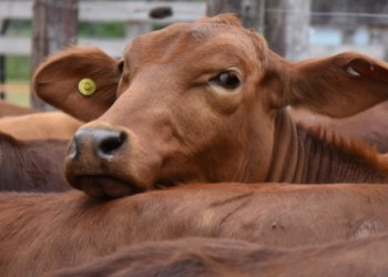 Evaluaron las estrategias de la ganadería misionera de cara a 2023