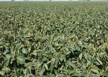 Helada histórica impactó sobre los cultivos del centro “rico” del país