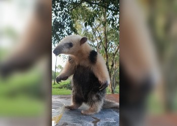 Guardaparques rescataron a un ejemplar de oso melero