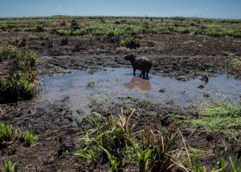 Los humedales de Corrientes sufren los embates de la sequía y el fuego