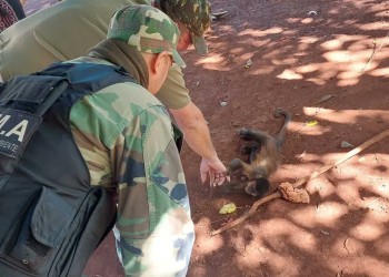 Rescataron a un mono caí que llevaba cinco años en cautiverio