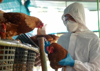 Gripe aviar: qué medidas podrá tomar el SENASA para evitar su propagación