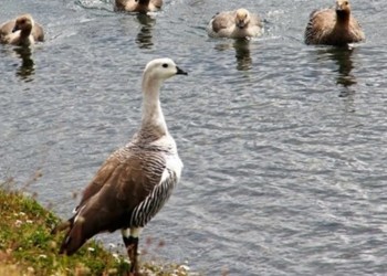 Confirman el segundo caso de gripe aviar en Argentina