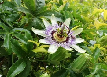 Leé “Botiquín del Huertero” y conocé 11 plantas con acción terapéutica