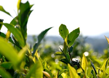 Capacitan sobre el suelo y manejo integrado de las plagas en el té