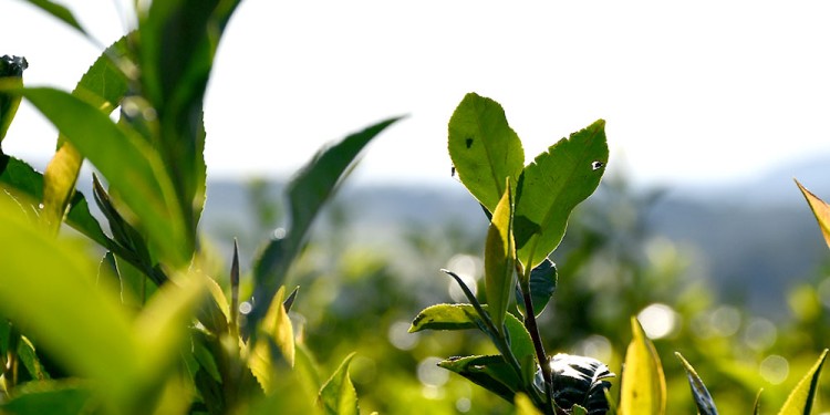 NATURAL.. La capacitación está orientada hacia las buenas prácticas agrícolas