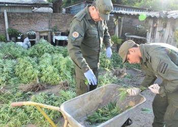 Allanaron una vivienda en la que cultivaban, producían y comercializaban marihuana