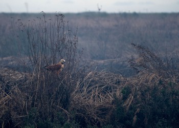 Entre incendios: una foto, más que mil palabras