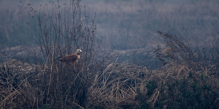 Gentileza de Sebastián Navajas