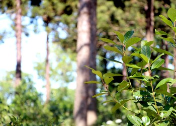 Yerba mate: sesión de precios para la zafra gruesa pasó a cuarto intermedio