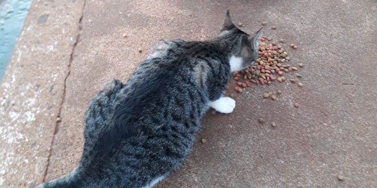 Rescatistas no dan abasto ante la cantidad de mascotas abandonadas en Candelaria