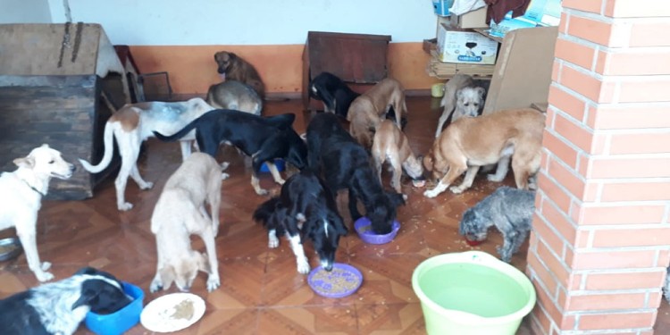 Rescatistas no dan abasto ante la cantidad de mascotas abandonadas en Candelaria