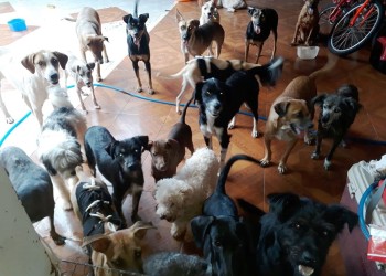 Rescatistas no dan abasto ante la cantidad de mascotas abandonadas en Candelaria