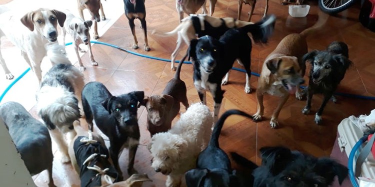 SOLIDARIDAD. Los rescatistas organizan varias tareas solidarias para cubrir los gastos de animales en tránsito.