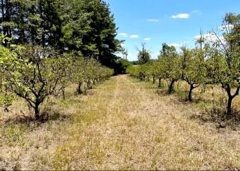 Fuerte impacto de los efectos climáticos en economías regionales