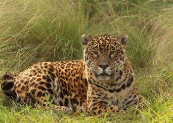 Tristeza por la muerte de dos yaguaretés en el Iberá