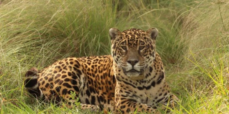 Tobuna, la pionera en la reintroducción del yaguareté en Corrientes