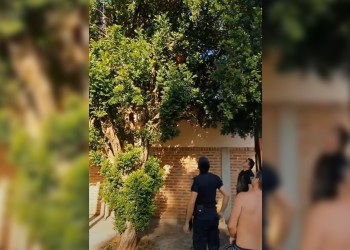 Intentó robar en un auto y se trepó a un árbol para escapar de la policía
