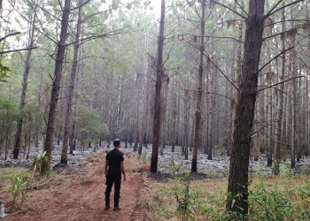 El incendio en Mártires arrasó con cerca de 30 hectáreas de pinar