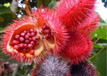 Ecosanación: Bixa Orellana, urucú o achiote