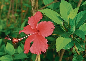 Ecosanación: rojo sangre como la flor de cayena