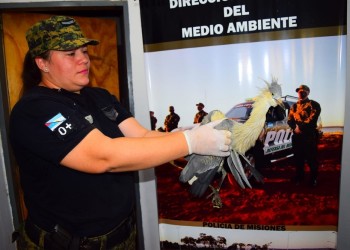 Rescataron a una garza silbadora lastimada en una vivienda de Posadas