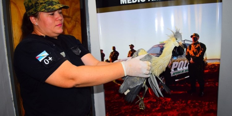 RESCATE. El ave fue trasladado hacia el Parque Ecológico El Puma.