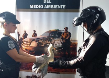 Rescataron a una garza silbadora que tenía el ala rota