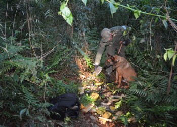 Hallaron más de 26 kilos de marihuana en una zona de monte